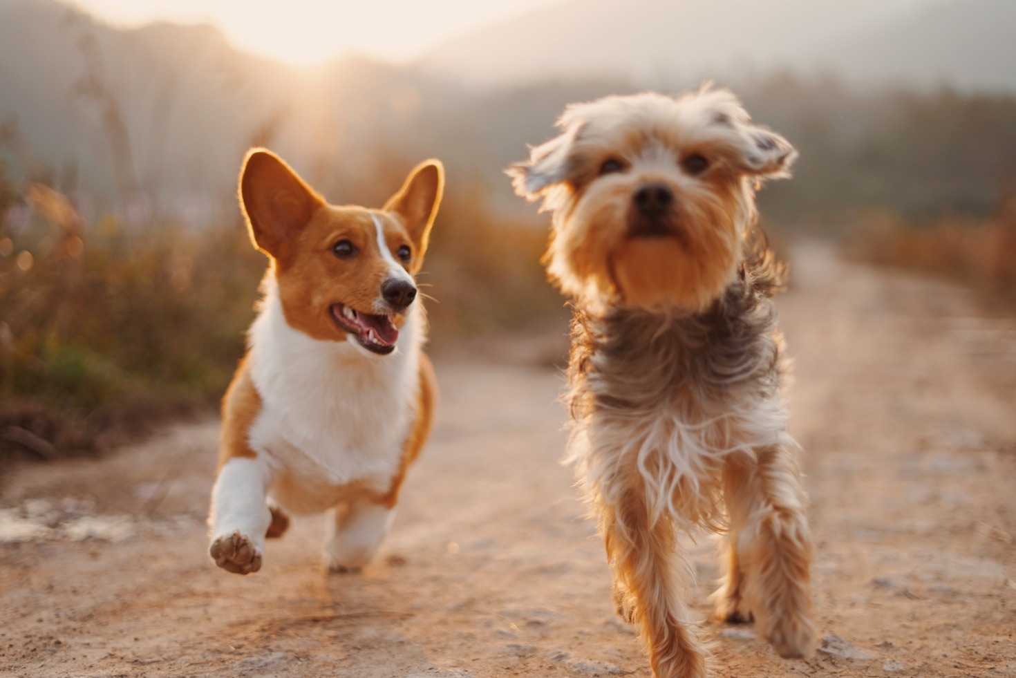 Hotéis para cachorros: o que há de novo?