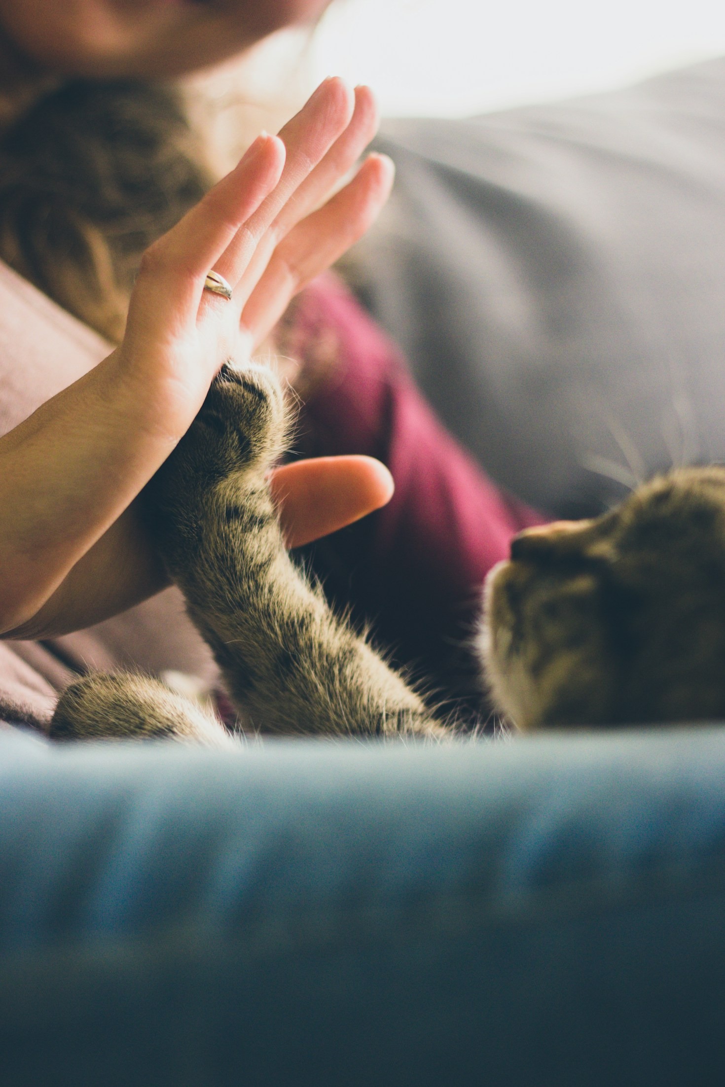 Dicas para melhorar o cuidado com seu pet